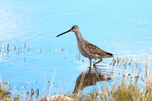 A Long-billed Dowitcher (Limnodromus scolopaceus) wades in the water along the edge of Panguitch Lake, Utah, USA.