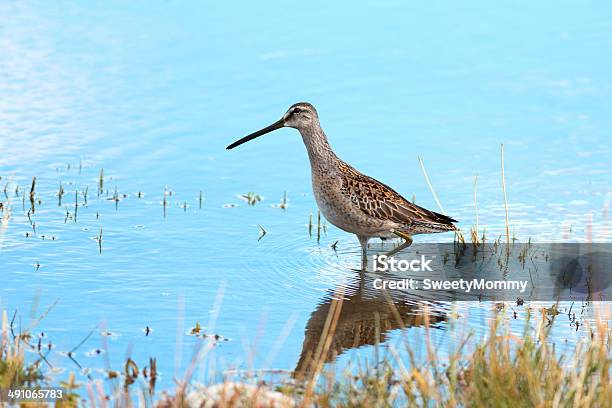 Longbilled Dowitcher Stock Photo - Download Image Now - Animal, Animal Wildlife, Animals In The Wild