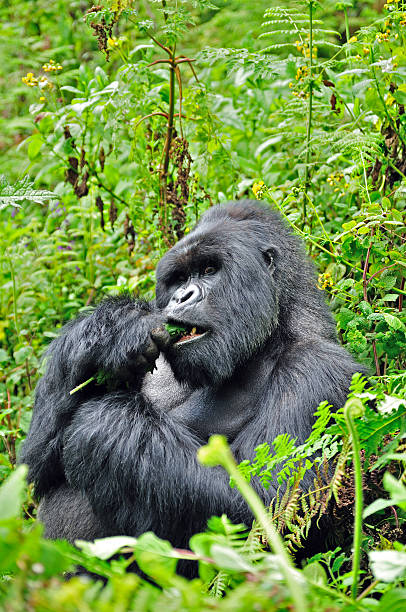 gorila de montaña de susa grupo de comer, parque nacional de volcanes, ruanda - beauty in nature day animal monkey fotografías e imágenes de stock