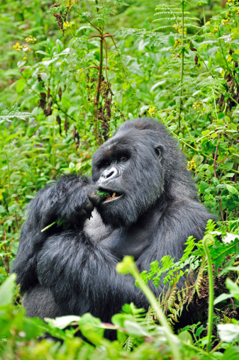 Mountain gorilla from the Susa group eating.