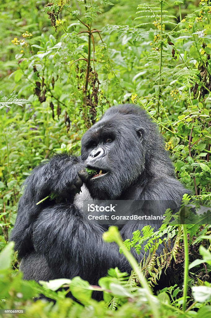 Mountain Gorilla from Susa Group Eating, Volcanoes National Park, Rwanda Mountain gorilla from the Susa group eating. Gorilla Stock Photo