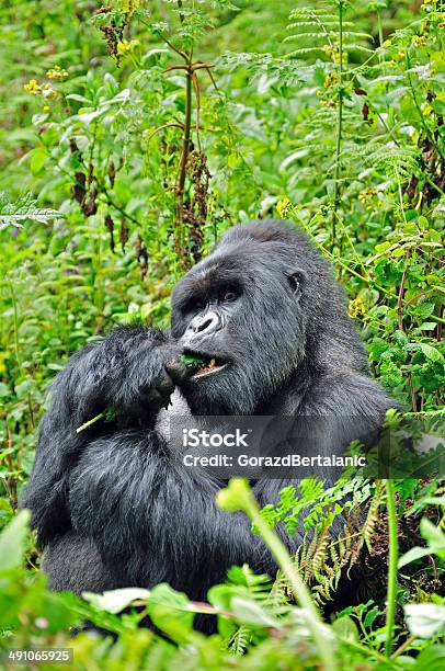 Mountain Gorilla From Susa Group Eating Volcanoes National Park Rwanda Stock Photo - Download Image Now