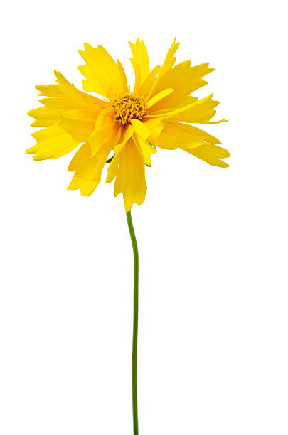 istock Beautiful spring flower isolated on a white background 491066449