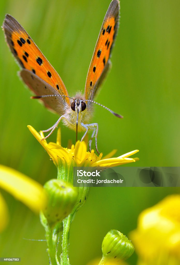 Boloria aquilonaris (mirtillo farfalla di Fritillary) - Foto stock royalty-free di Animale