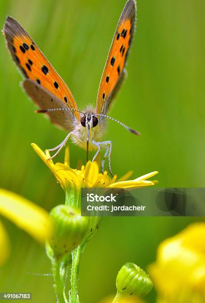 Boloria Aquilonaris - Fotografias de stock e mais imagens de Animal - Animal, Barbatana dorsal, Biologia