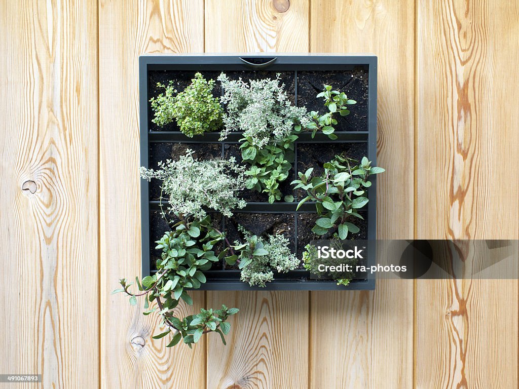 Herbs Herbs at a wooden wall Basil Stock Photo