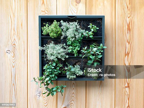 Herbs Stock Photo - Download Image Now - Basil, Bunch, Food