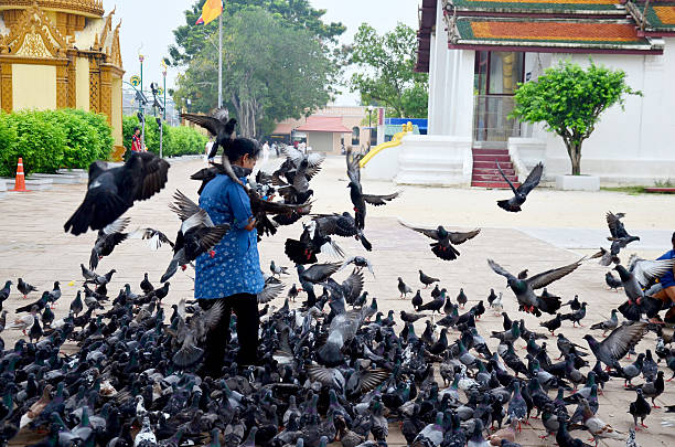 Senior people feeding pigeons in park in Brussels. Some people are sitting on bench. A woman is standing near mere. Many pigeons are between people. Scene is in park at Place Flagey, called Etang d'Ixelles.