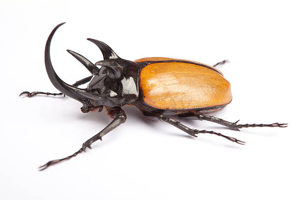 istock Rhino big horn beetle bug isolated on white background 491068287