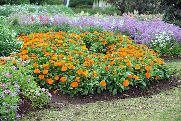 istock Gardening and landscaping 491068858