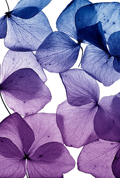 istock colorful flower petal closeup 491068901