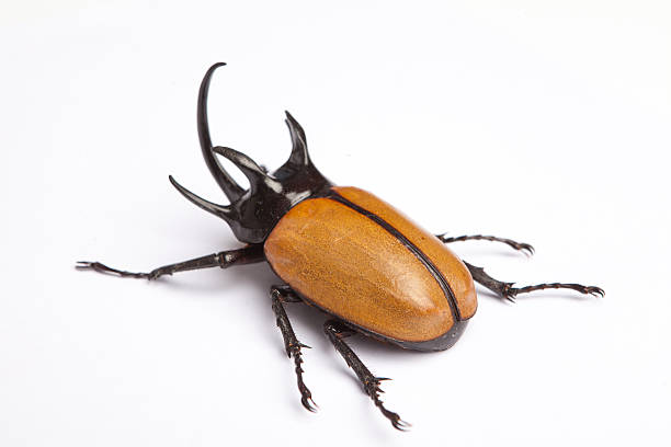 istock Rhino big horn beetle bug isolated on white background 491068907