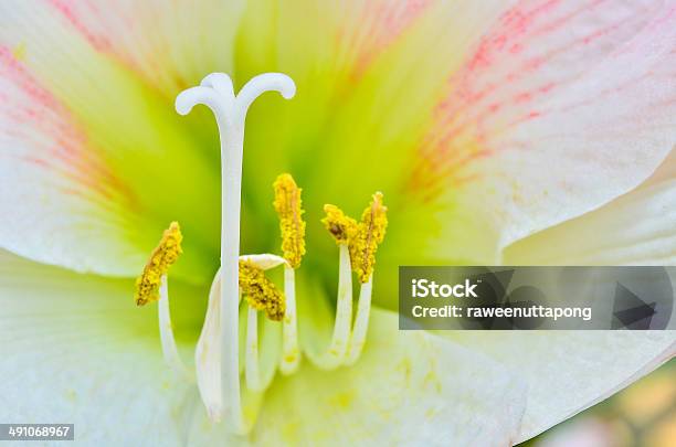 マクロピンクアマリリスの花 - かんきつ類のストックフォトや画像を多数ご用意 - かんきつ類, しずく, アマリリス