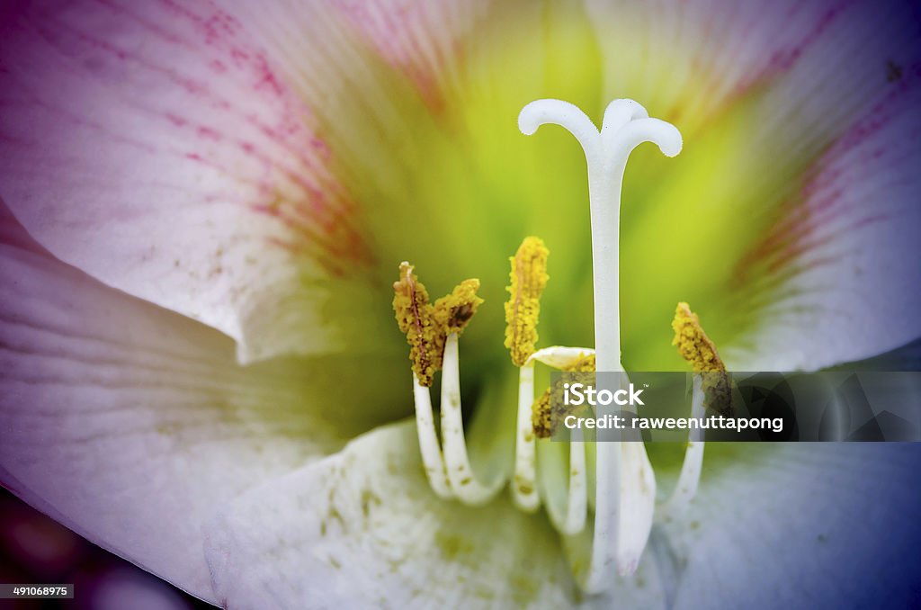 マクロピンクアマリリスの花 - かんきつ類のロイヤリティフリーストックフォト