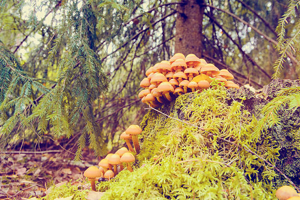 istock poisonous mushrooms in the wood 491070568