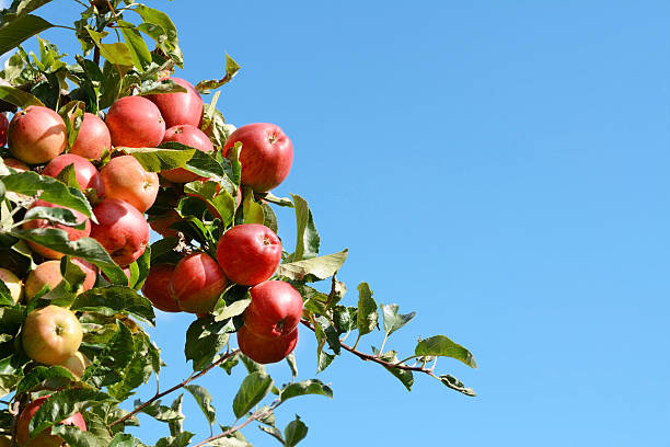 istock Bright red apples grow high on the tree 491070576