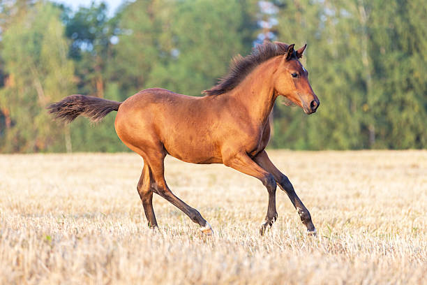 istock Happy Arabian foal running free. 491070900