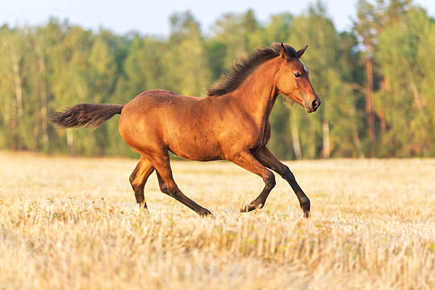 istock Arabian young foal running free. 491070952