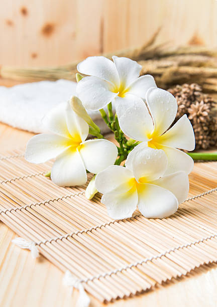 bois blanc plumeria sur un tapis de sol en bambou. - flower bamboo white scented photos et images de collection