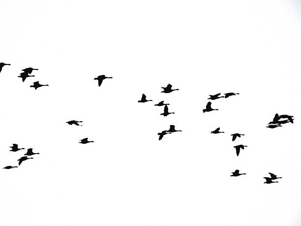 istock large flock of birds background 491072218