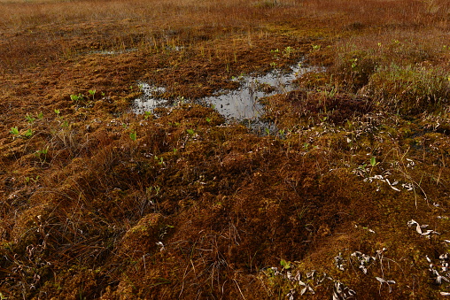 Fall cover red yellow moss on a forest swamp