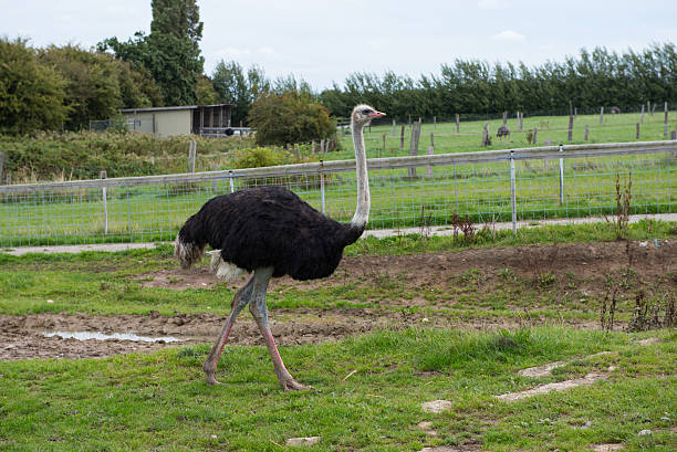 istock male ostrich bird on green grass 491073054