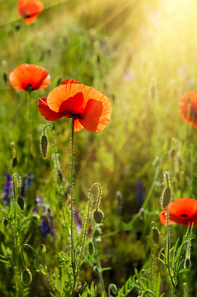 istock Poppy in a field 491074238