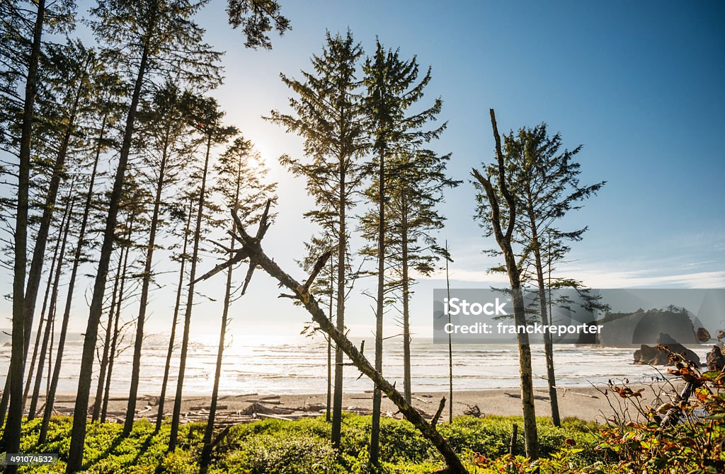 Tall pine tree in the Washington State coastline 2015 Stock Photo