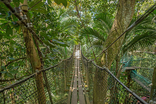 istock Suspension bridge in the forest 491083000