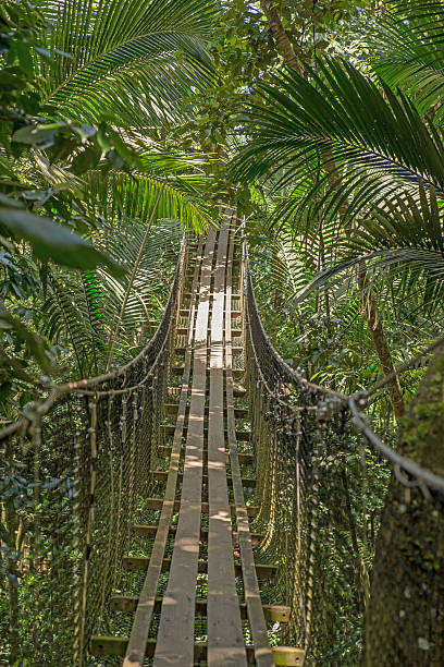 istock Suspension bridge in the forest 491083058