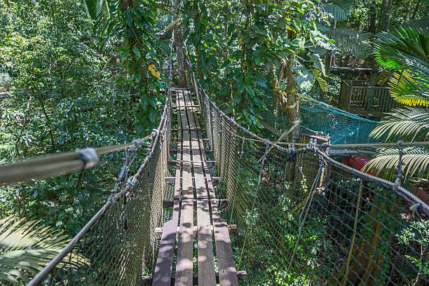 istock Suspension bridge in the forest 491083148