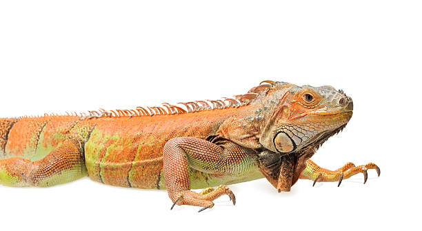 istock Orange green iguana isolated on white background 491083604