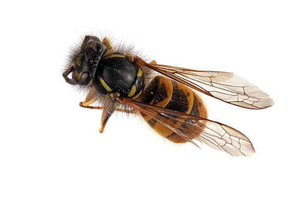 Close-up photo of a Wasp. stock photo