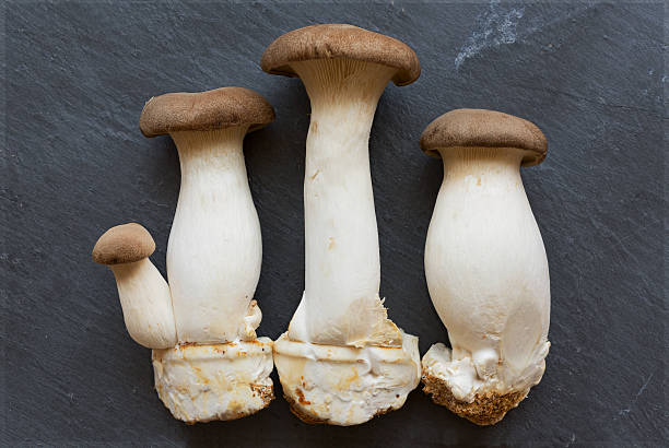 King oyster mushroom Pleurotus eryngii isolated on gray backgrou