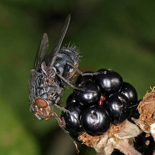 Close-up photo of a Fly. stock photo
