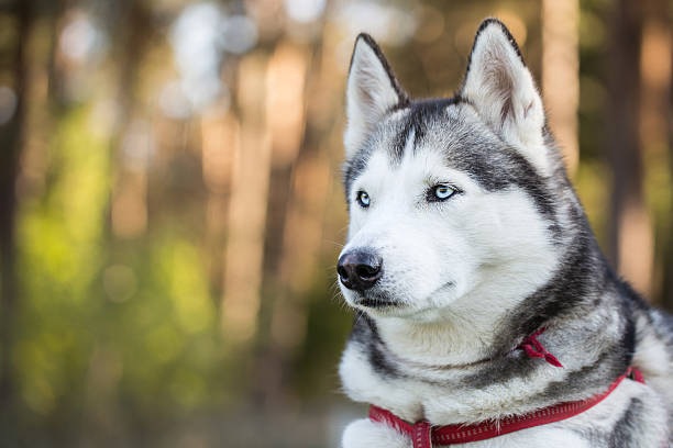 retrato de husky siberiano. grande plano. - siberian husky imagens e fotografias de stock