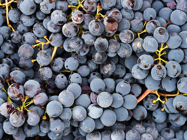 roten wein trauben von rustikalen bio-produktion. nicht ganz perfekt. - grape red grape red farmers market stock-fotos und bilder