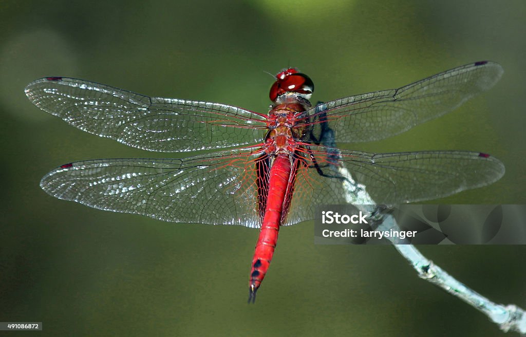 Red Dragonfly no ramo dica - Foto de stock de 2015 royalty-free