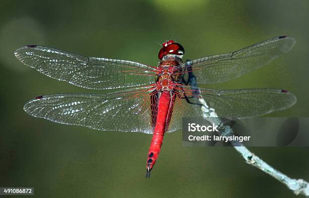 Foto de Red Dragonfly No Ramo Dica e mais fotos de stock de 2015 - 2015, Agilidade, Animal