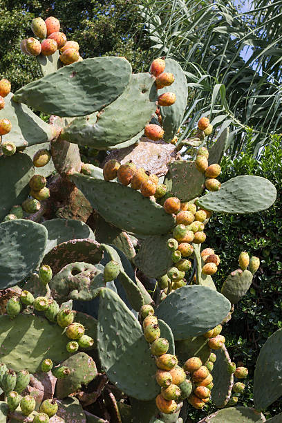 stachelige birne pflanzen - prickly pear fruit cactus prickly pear cactus yellow stock-fotos und bilder