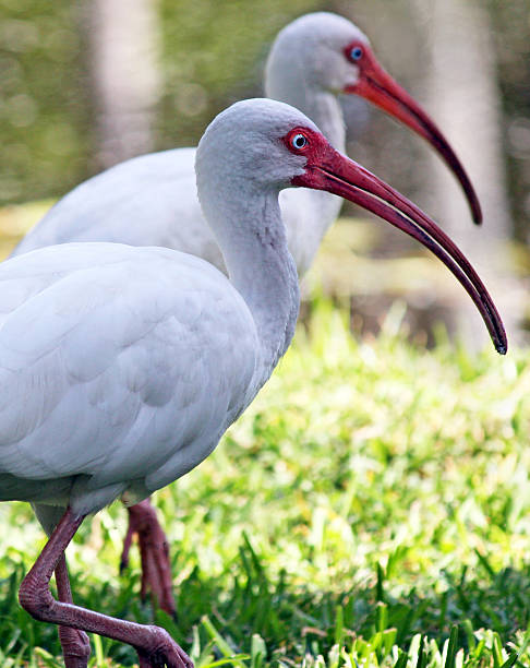 istock These Beaks Were Made For Huntiung 491088616