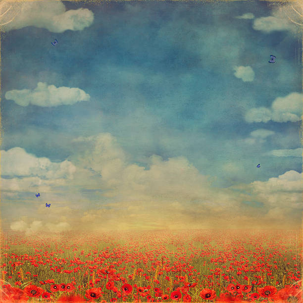 Red poppies field with blue sky vector art illustration