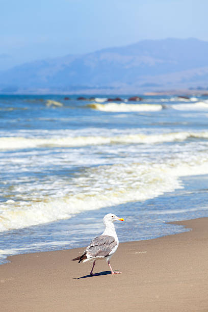 istock Seagull on the beach, California, USA. 491097098