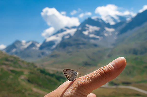 istock butterfly on a finger with the mountains background 491097140