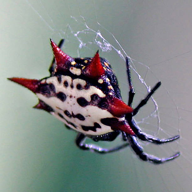 istock Close up Details of Crab Spider 491097804