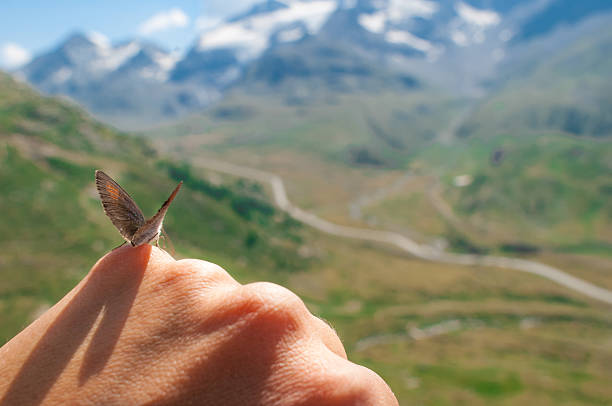 istock butterfly on hand  with the mountains background 491097958
