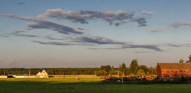 istock Rural landscape with the cows 491098698