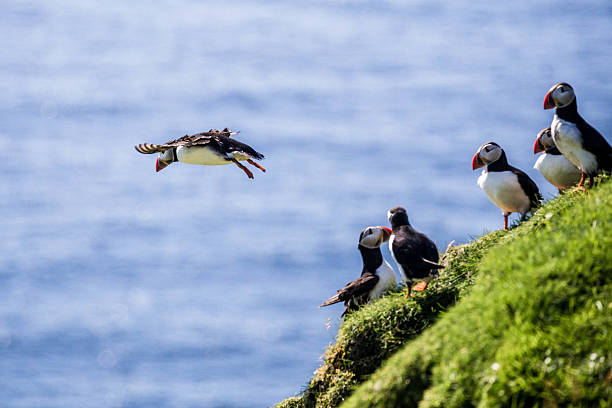 Atlantic Puffins on cliffs Atlantic Puffins on cliffs faroe islands photos stock pictures, royalty-free photos & images