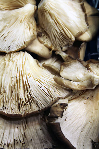 istock Fresh mushrooms close-up 491100644