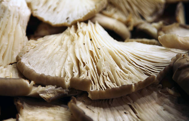 istock Fresh mushrooms close-up 491100872